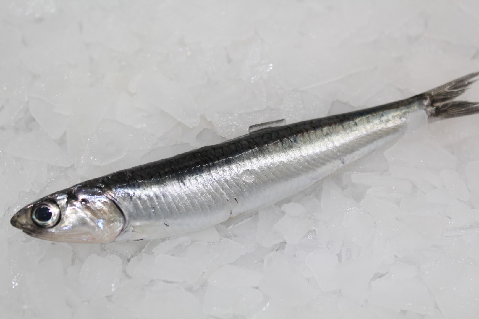 O Almacén Do Peixe · Fotos 5